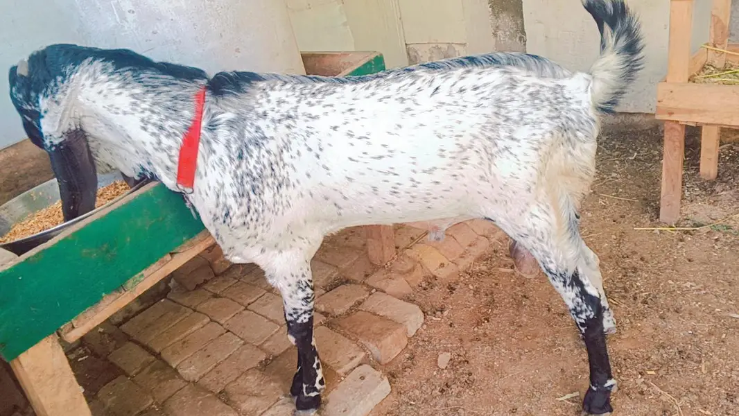 Makhi chena bakra — photo 2