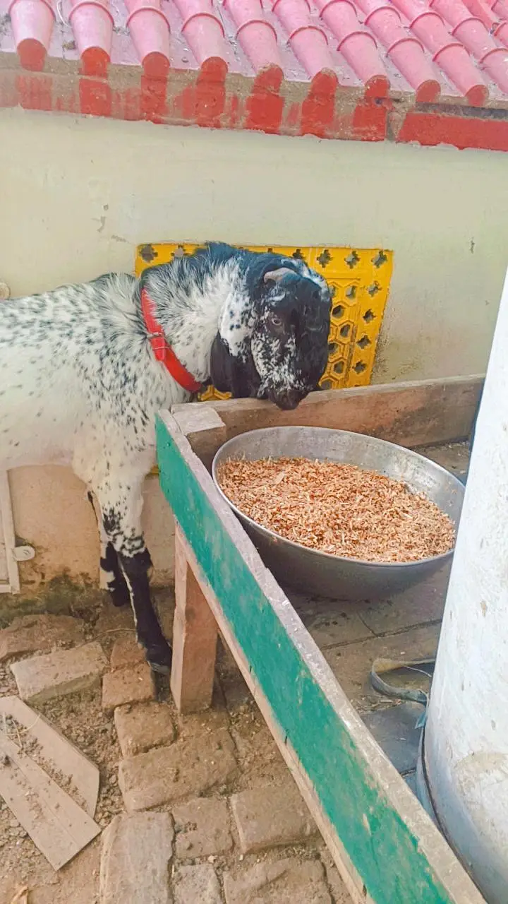 Makhi chena bakra — photo 3