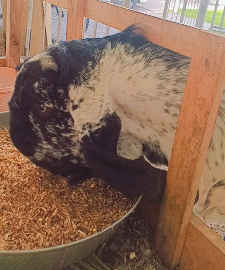 Makhi chena bakra — photo 4