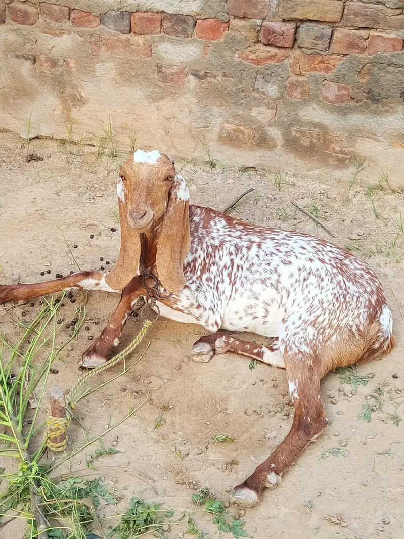 Makhi Cheeni Nasal Ki Khoobsurat Bakri – 2-3 Months Pregnant Confirmed — photo 2