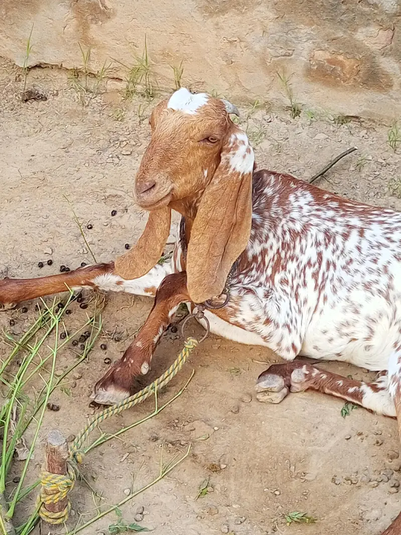 Makhi Cheeni Nasal Ki Khoobsurat Bakri – 2-3 Months Pregnant Confirmed — photo 3
