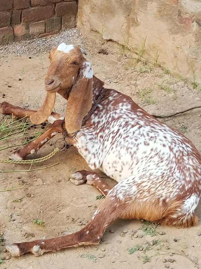 Makhi Cheeni Nasal Ki Khoobsurat Bakri – 2-3 Months Pregnant Confirmed — photo 4