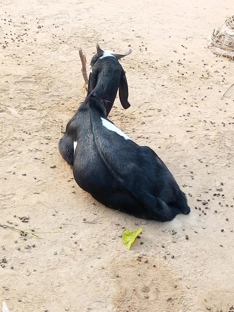 Makhi Cheeni Nasal Ki Khoobsurat Bakri – 2-3 Months Pregnant Confirmed — photo 5
