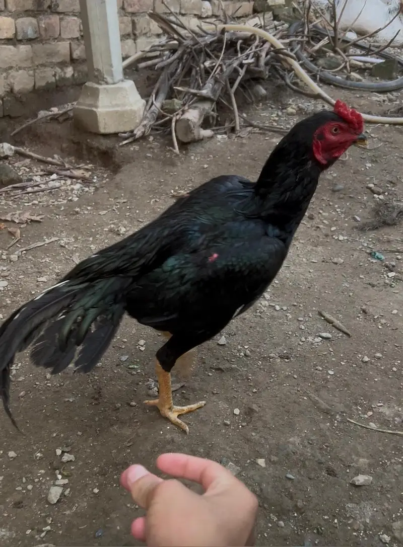 Aseel Cheeni Madi (Heera + Lasani cross) — photo 5