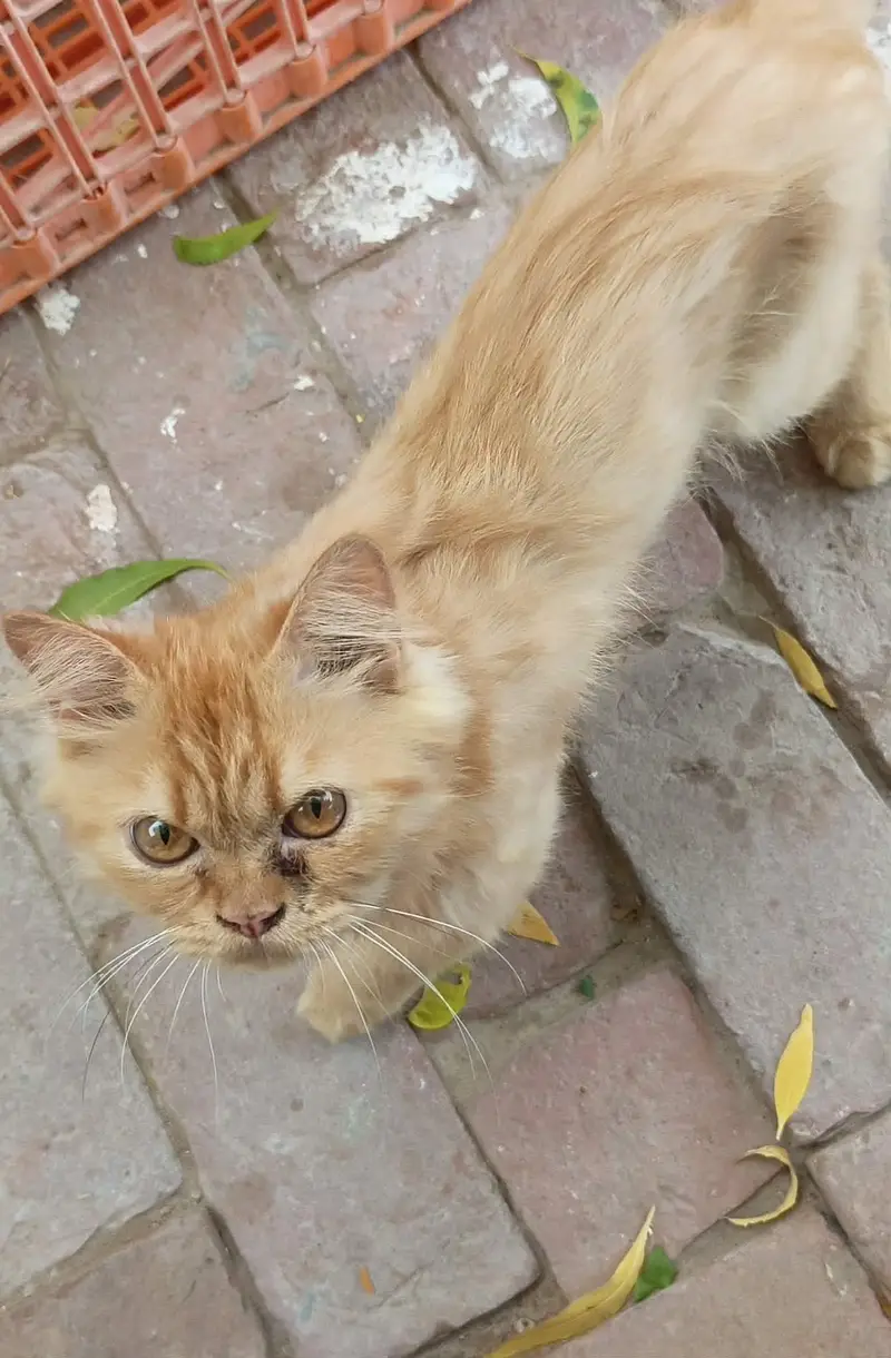 Persian Cat triple coated male — photo 2