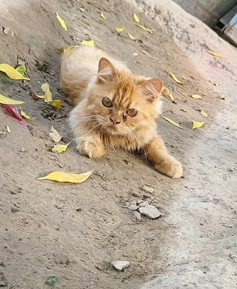 Persian Cat triple coated male — photo 3