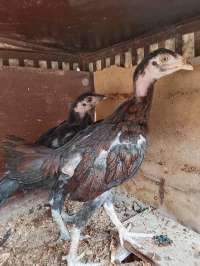 healthy assel chicks full active