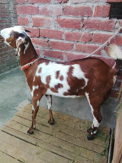 Gaban bakri for sale 2 dant 0/3/0/2/1/7/3/6/8/25