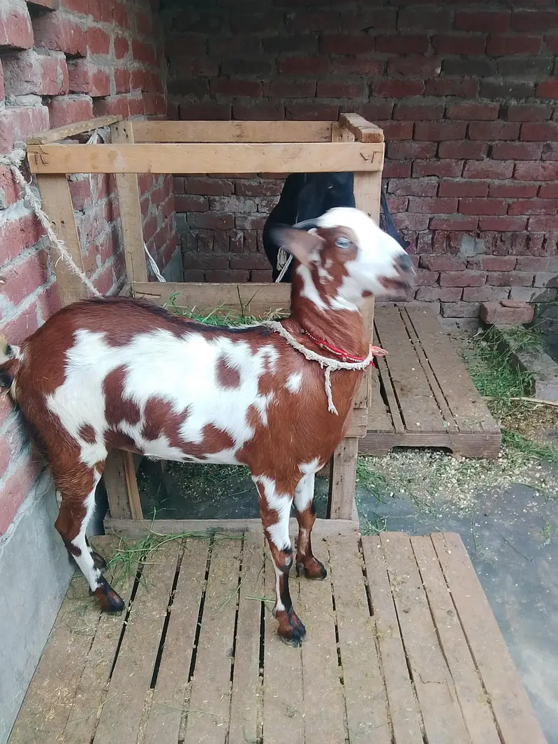 Gaban bakri for sale 2 dant 0/3/0/2/1/7/3/6/8/25 — photo 2