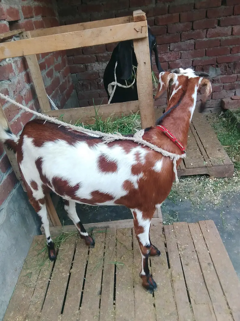 Gaban bakri for sale 2 dant 0/3/0/2/1/7/3/6/8/25 — photo 3