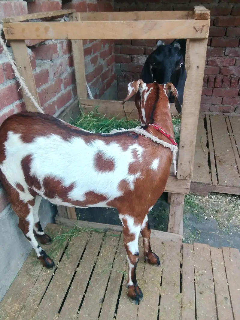 Gaban bakri for sale 2 dant 0/3/0/2/1/7/3/6/8/25 — photo 4