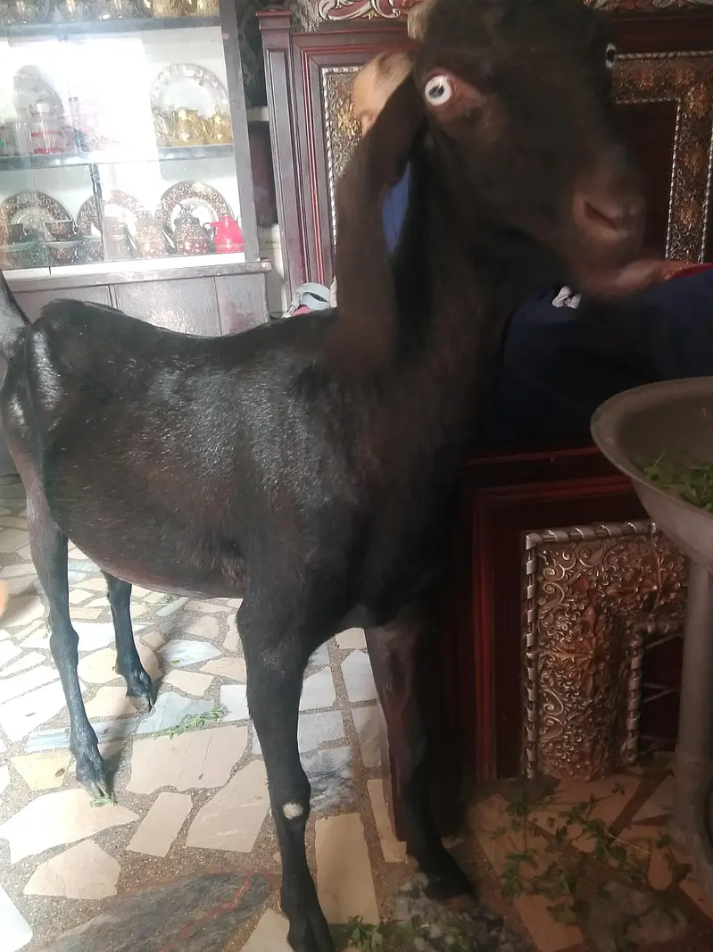 Gaban bakri for sale 2 dant 0/3/0/2/1/7/3/6/8/25 — photo 5