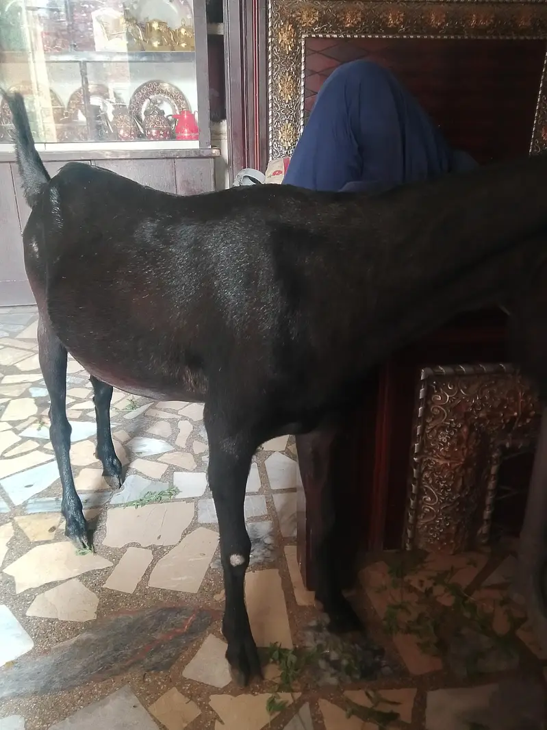 Gaban bakri for sale 2 dant 0/3/0/2/1/7/3/6/8/25 — photo 6