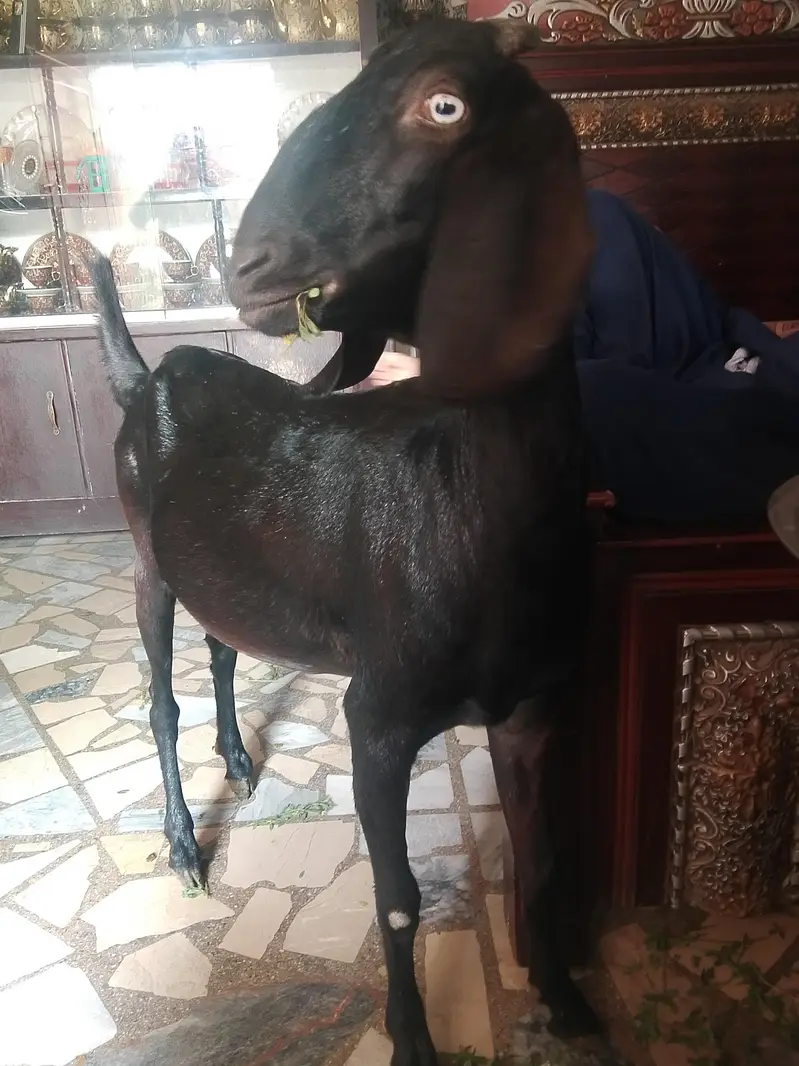 Gaban bakri for sale 2 dant 0/3/0/2/1/7/3/6/8/25 — photo 7