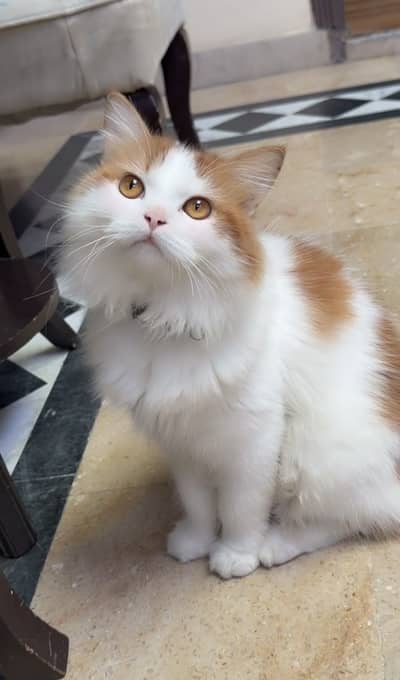 Persian kittens