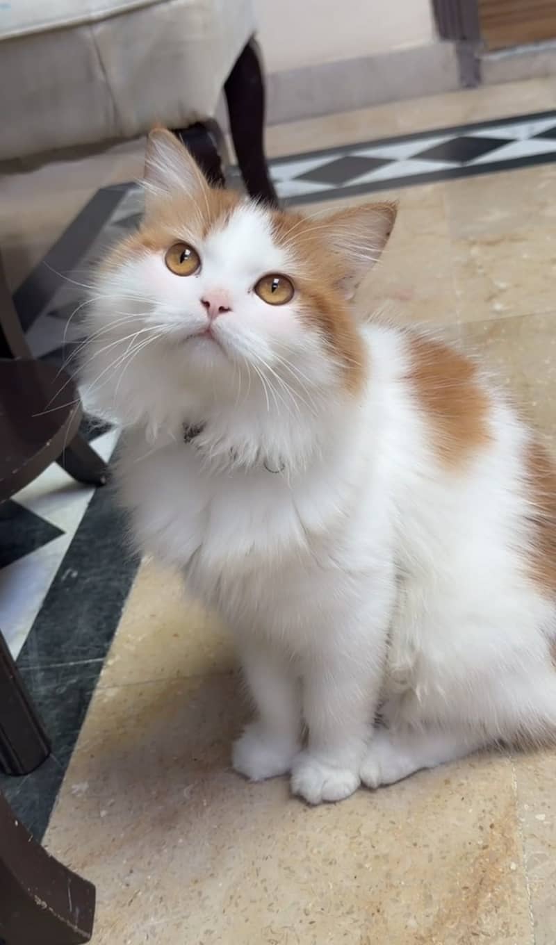 Persian kittens 0