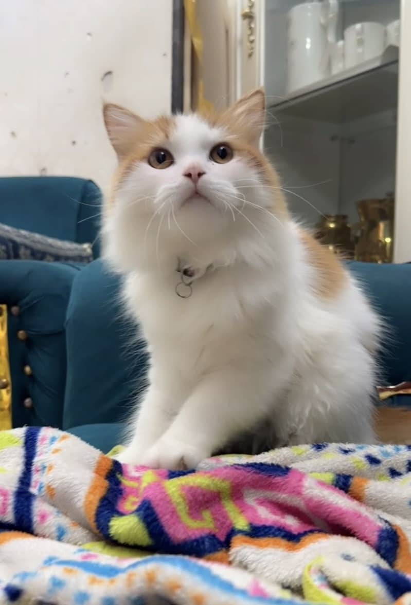 Persian kittens 5