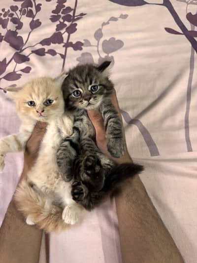White and black cats