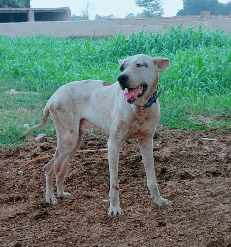 gultair bully — photo 2