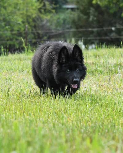 Black German Shehperd Available for Import fci Pedgree