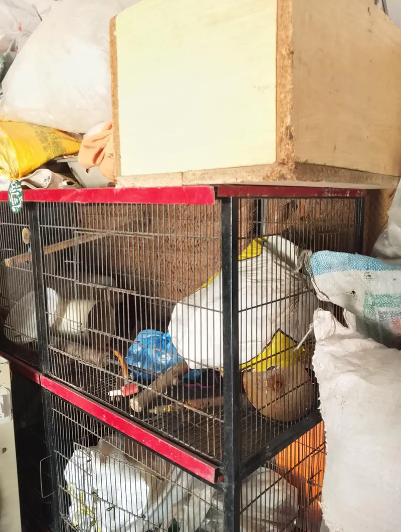 Bird cage for sale full iron