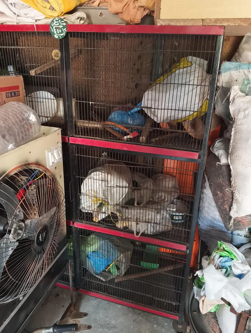 Bird cage for sale full iron — photo 2