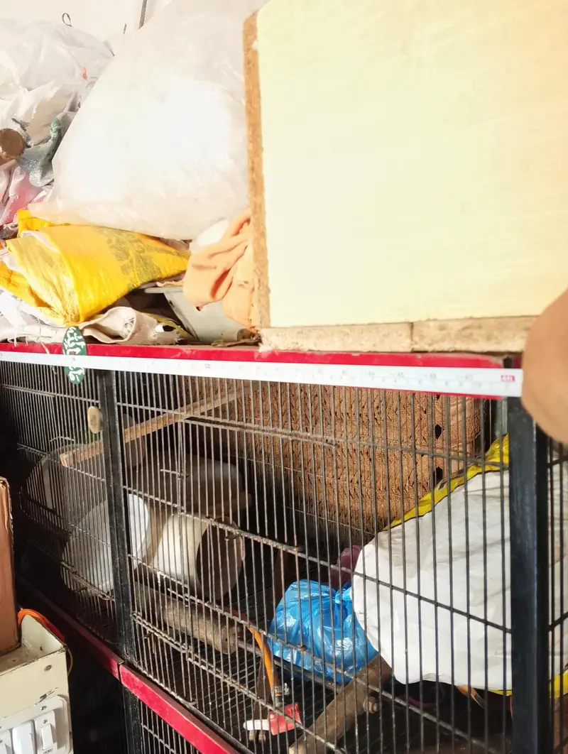 Bird cage for sale full iron — photo 3