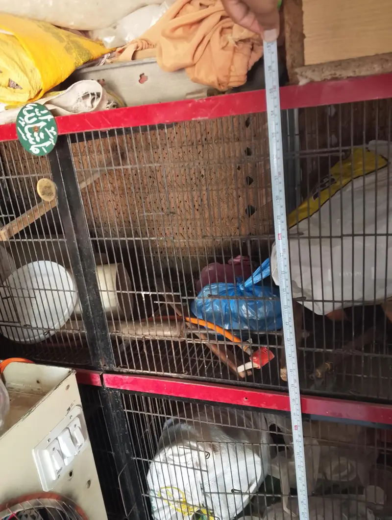 Bird cage for sale full iron — photo 4