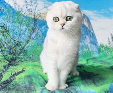 imported scottish fold kitten with documents available now