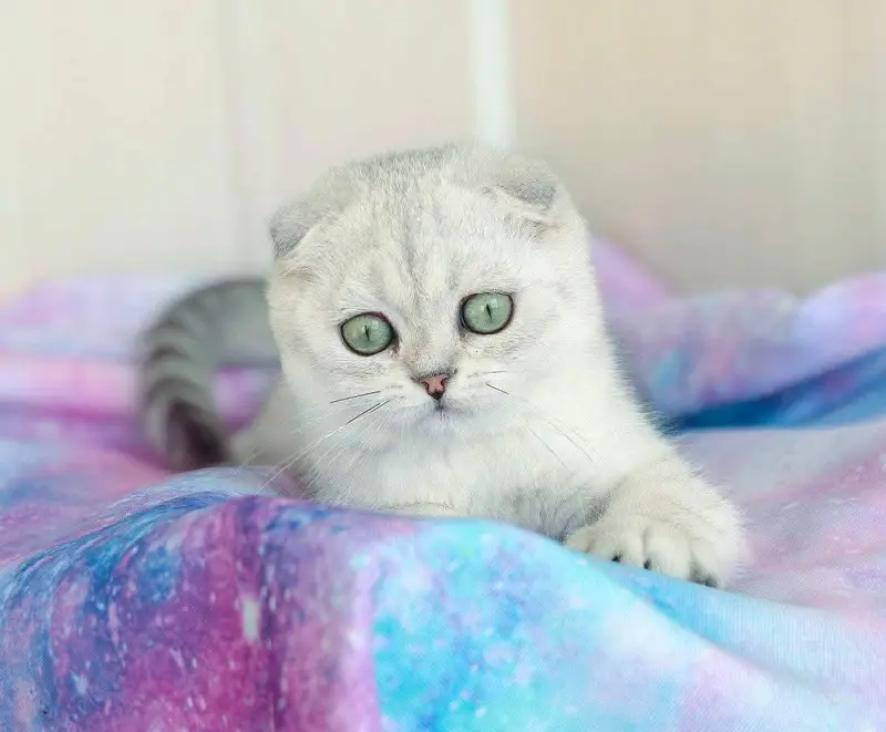 imported scottish fold kitten with documents available now — photo 2