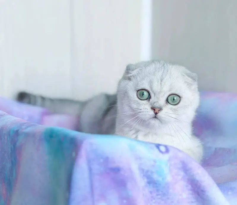 imported scottish fold kitten with documents available now — photo 3