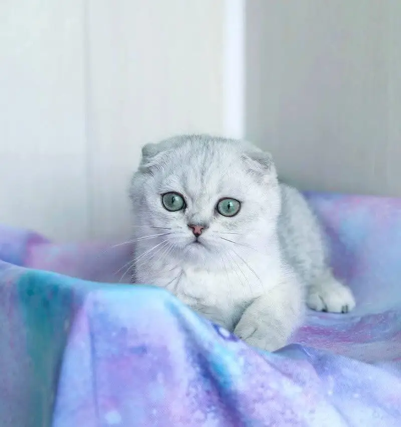 imported scottish fold kitten with documents available now — photo 4