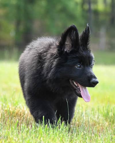 Black German Shehperd Available for Import fci Pedgree