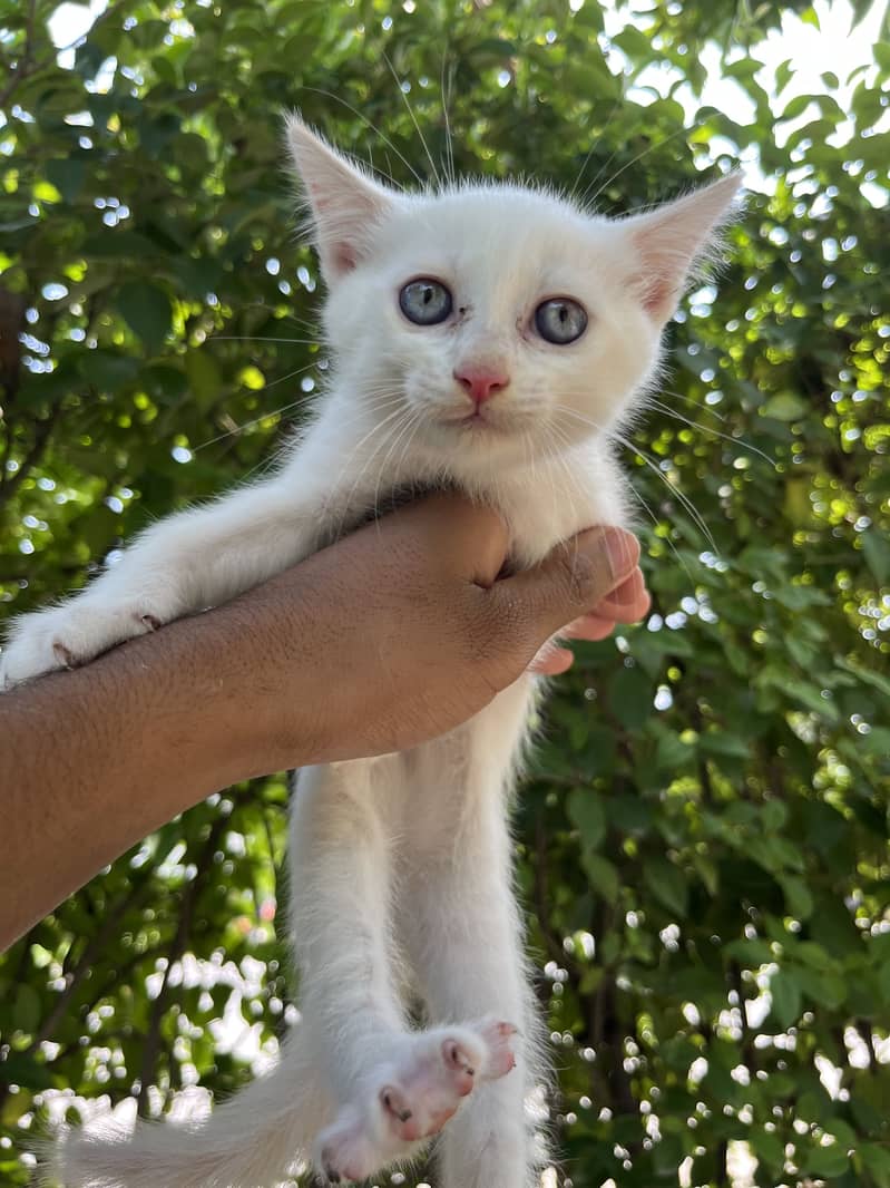Kittens available 3