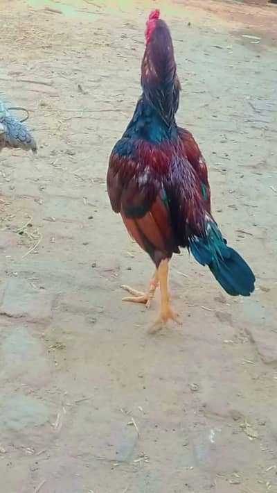mianwali aseel