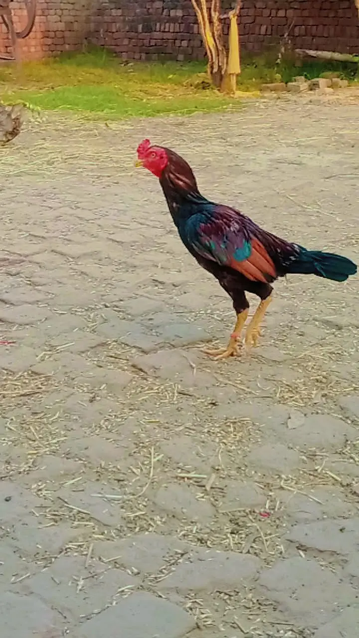mianwali aseel — photo 3