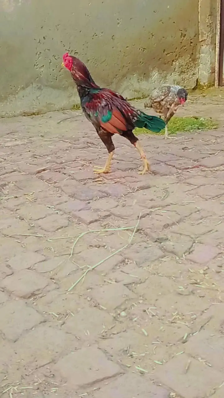 mianwali aseel — photo 5