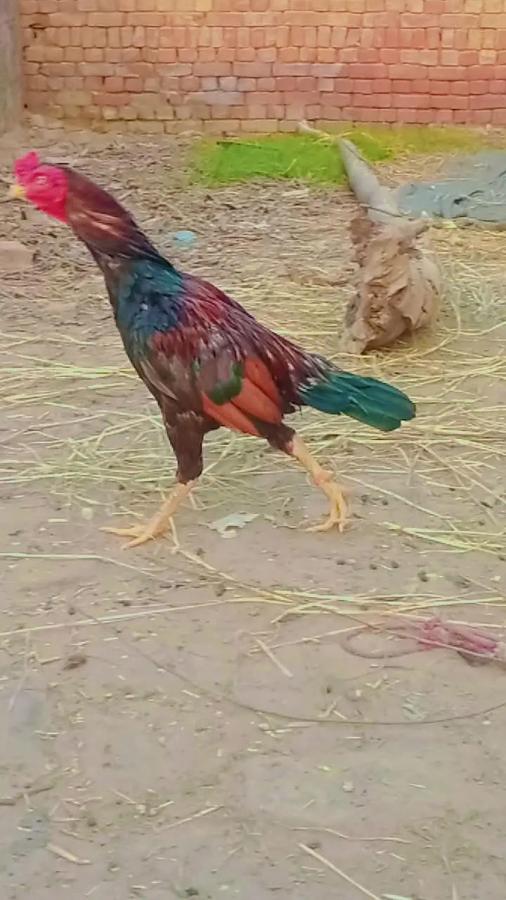 mianwali aseel — photo 6