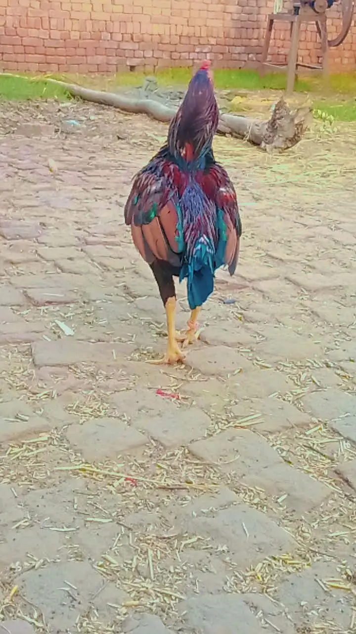 mianwali aseel — photo 9