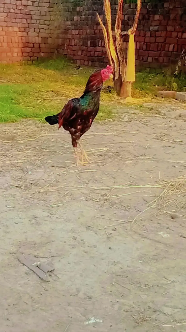 mianwali aseel — photo 10
