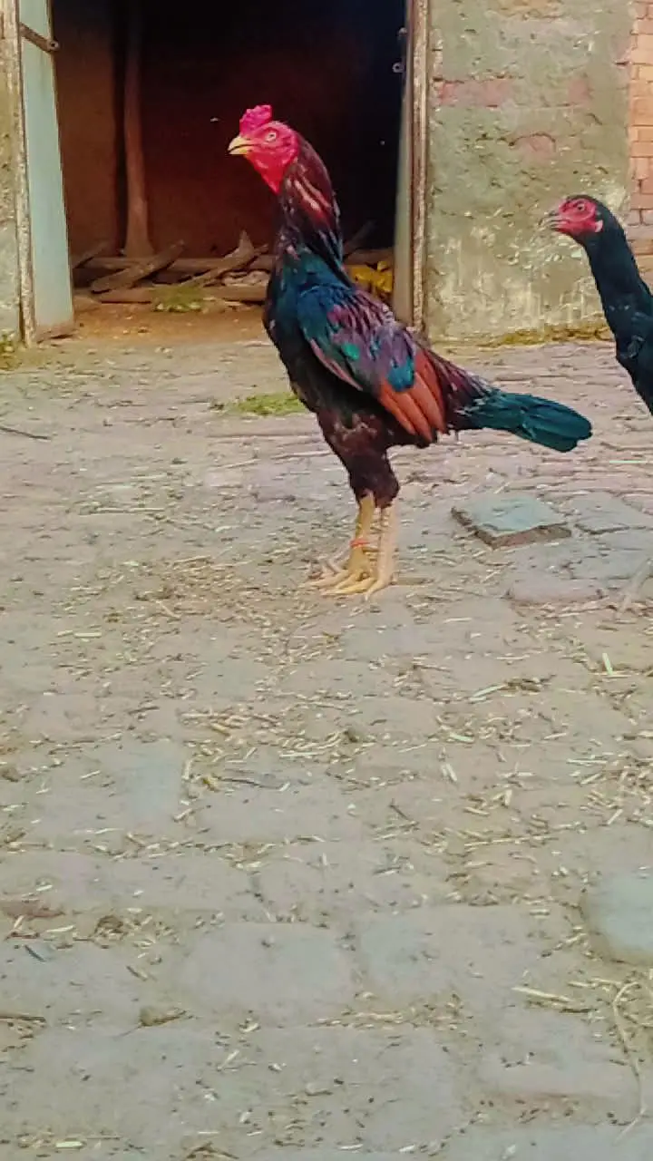 mianwali aseel — photo 11