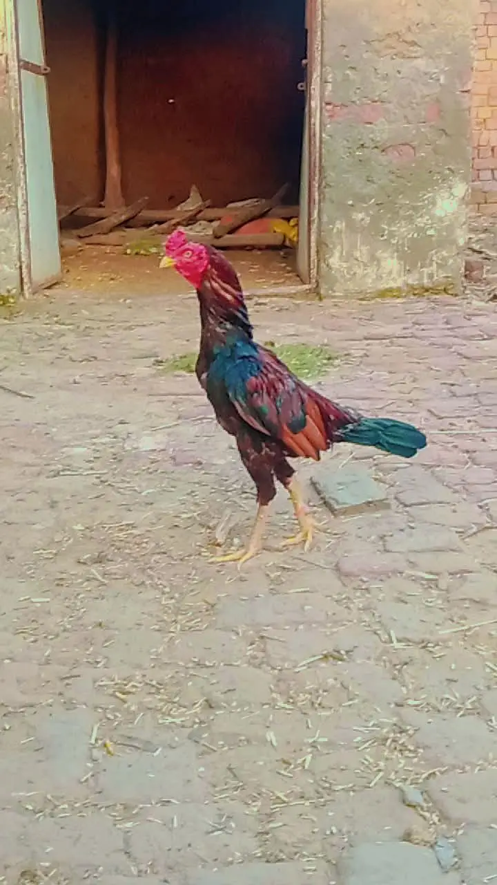 mianwali aseel — photo 12