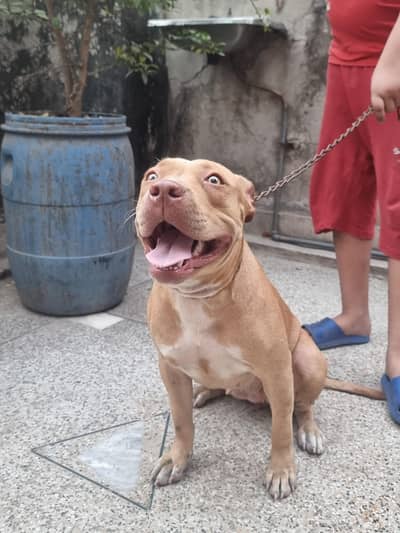 Female pitbull puppy