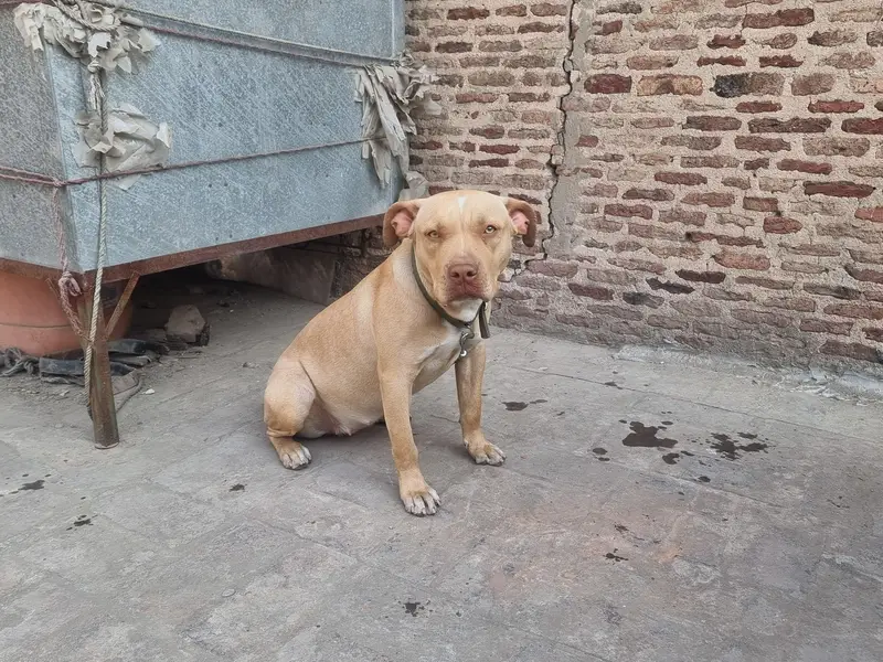 Female pitbull puppy — photo 6