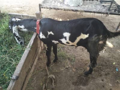 Bakra