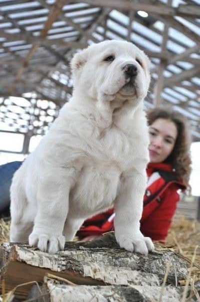 The Cental Asian Shehperd [ CAO ] Puppy available For Import