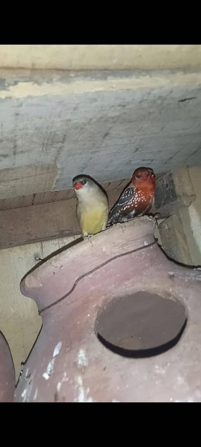 strawberry finch