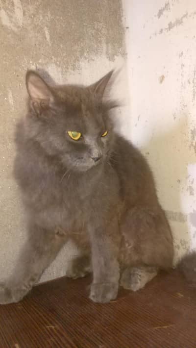persian cats