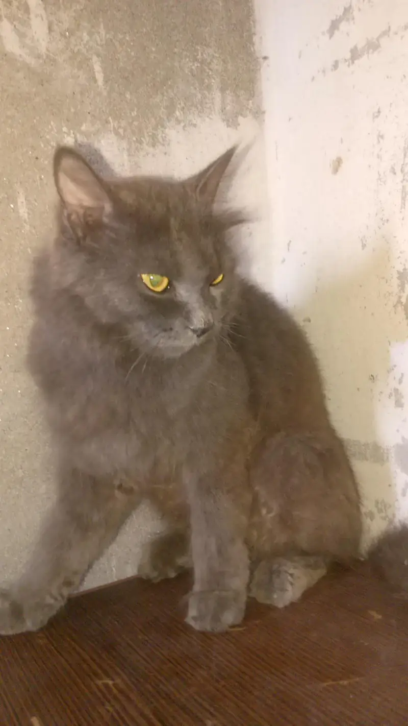 persian cats