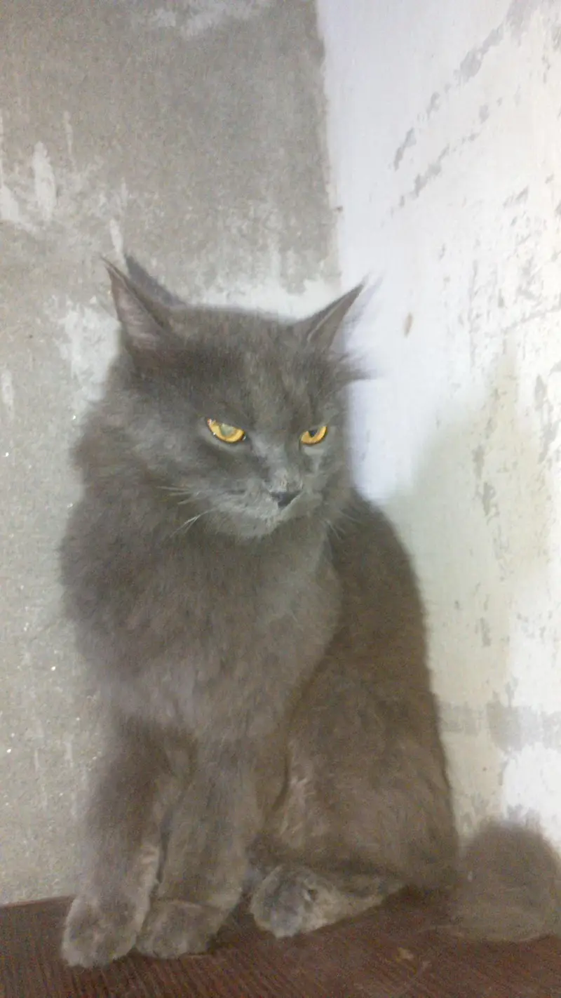 persian cats — photo 2